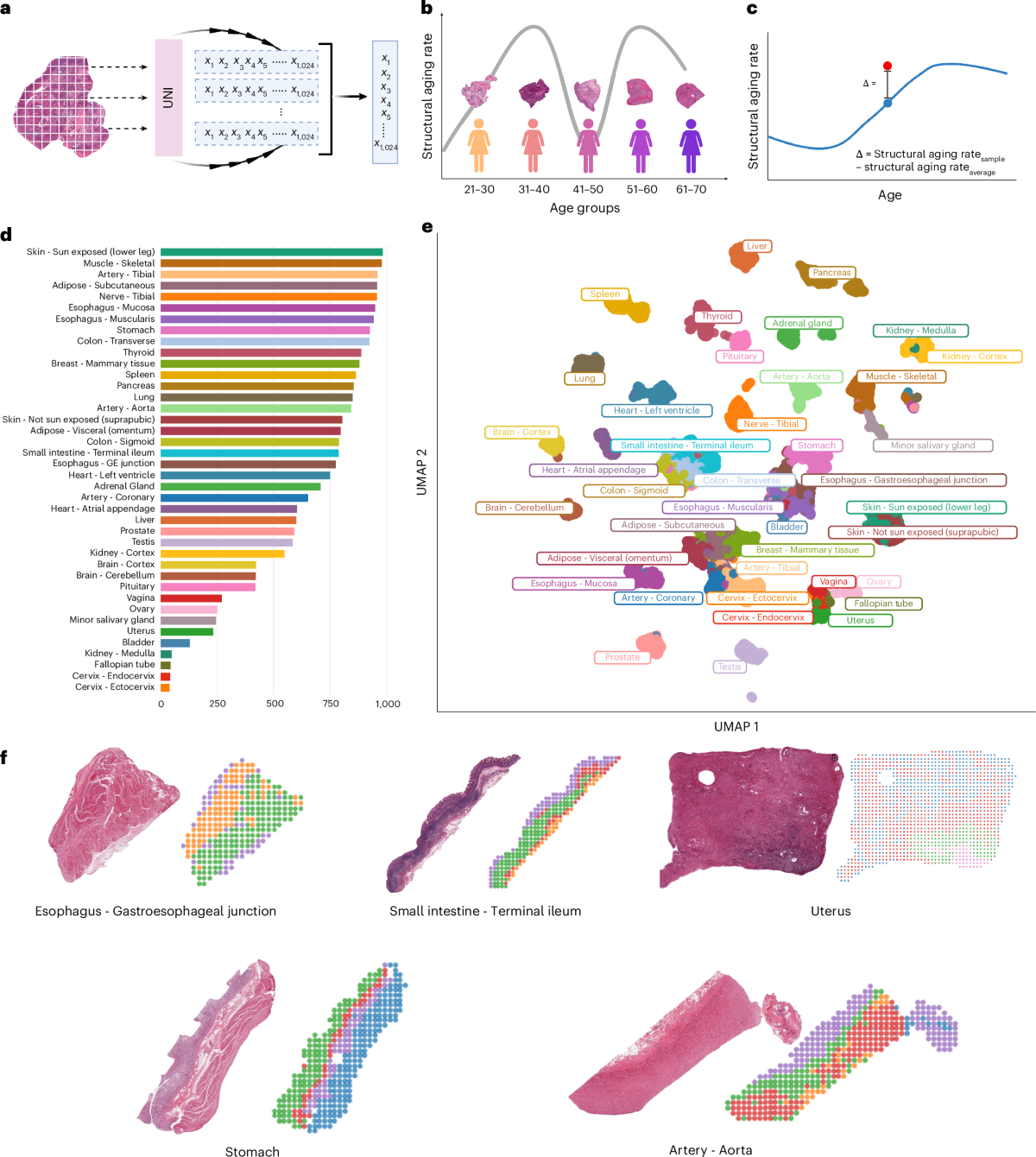 El mapa secreto del envejecimiento: Por qué tus órganos no tienen la misma edad que tu DNI