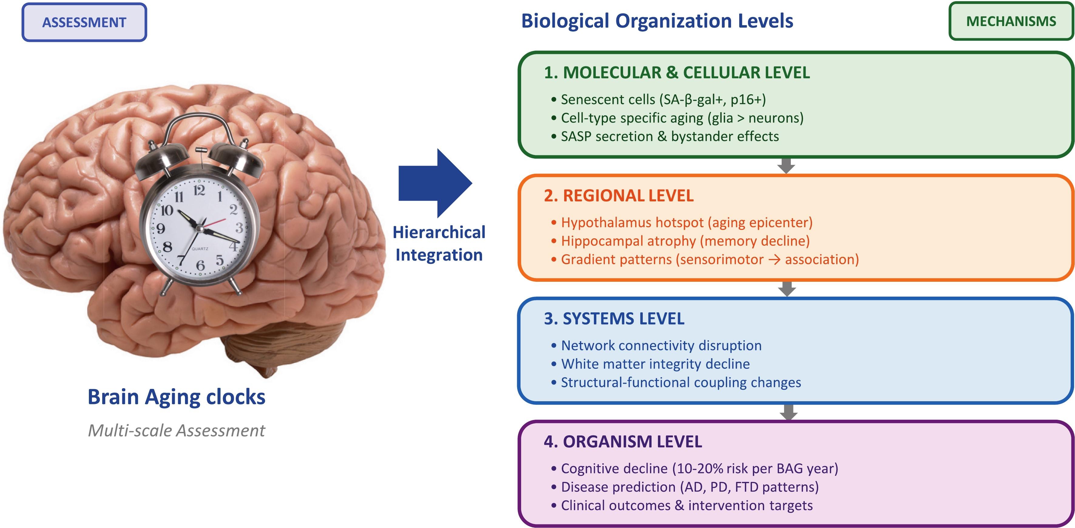 Relojes de envejecimiento cerebral: Cómo la biología molecular predice el deterioro neurodegenerativo décadas antes de los síntomas