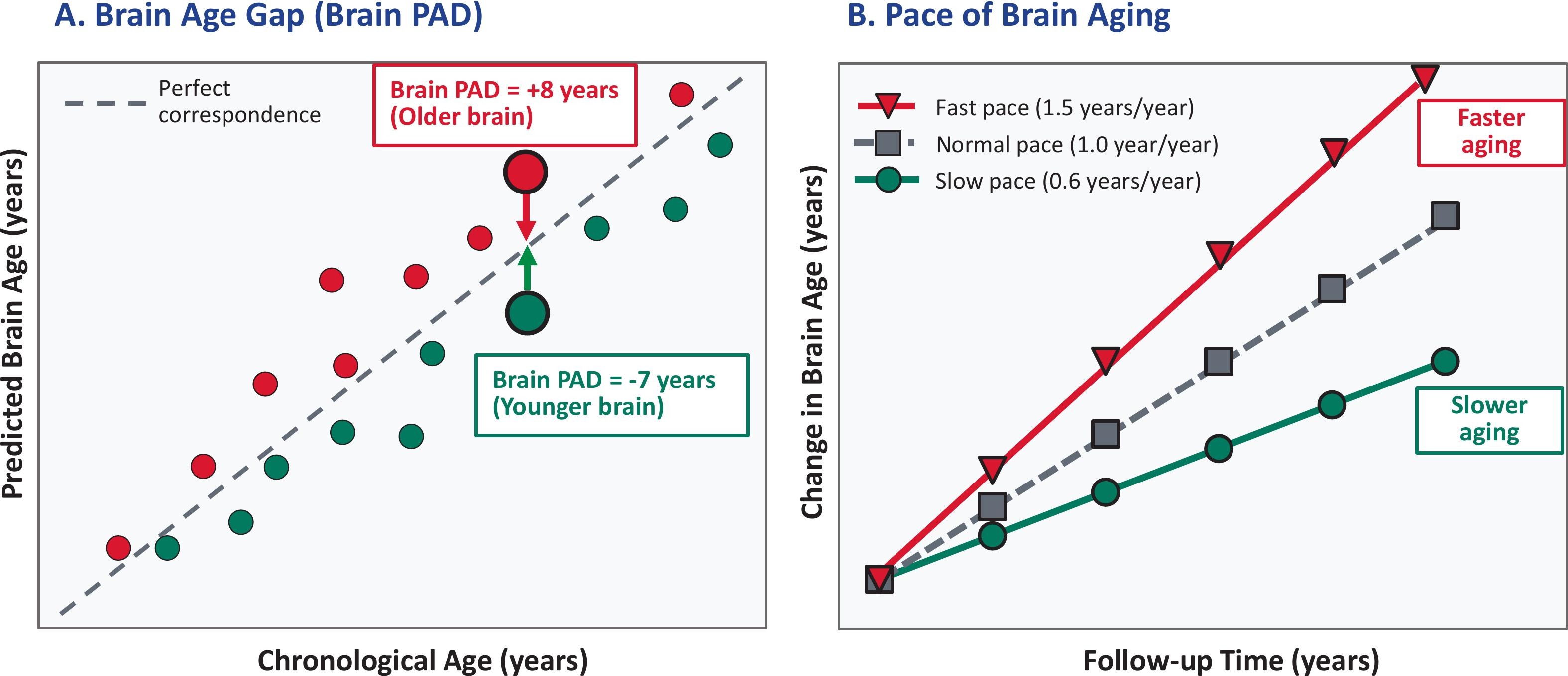 Relojes de envejecimiento cerebral: Cómo la biología molecular predice el deterioro neurodegenerativo décadas antes de los síntomas